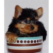 Tiny Teacup Yorkie Puppies For Adoption